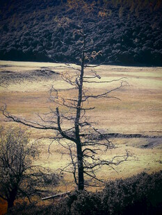 荒野枯树 尽显萧瑟之美