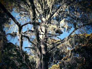 茂密树林中的高大树木