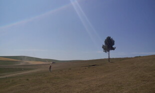 旷野孤树 天地间的静谧