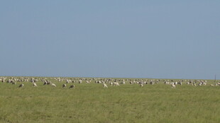 草原上的动物群