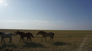 草原上的斑马群