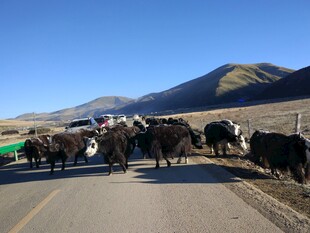 公路上的牦牛群