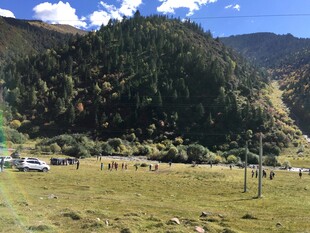 草原山林间的放牧景象