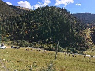 山间草原牧场景色