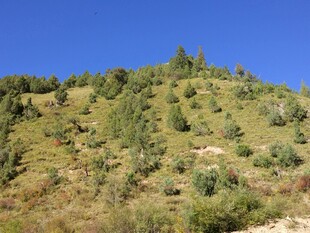 绿意盎然的山坡景色