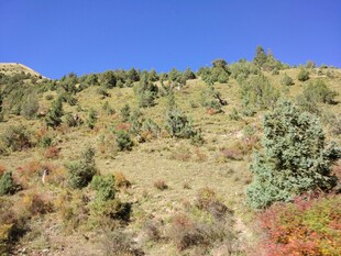 山坡多彩植被景观