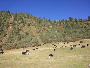 草原上的牛群与青山蓝天
