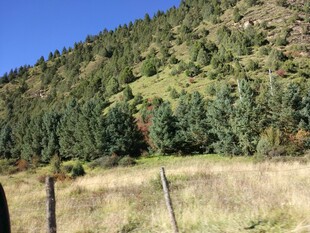 山间草地与茂密树林景观