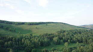 绿色山丘上的茂密树林