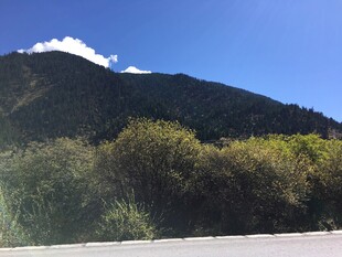 山间公路旁的葱郁山林