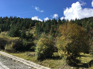 山间公路旁的葱郁树林