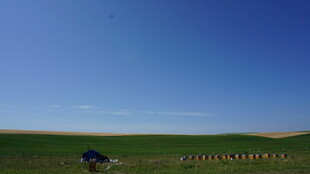 草原上的蓝色车辆