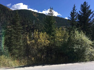 山间路旁的多彩林木景观