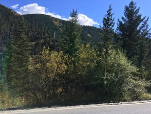 山间路旁的多彩植被