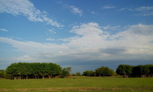 广袤绿野上的蓝天白云绿树
