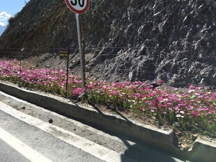 路边烂漫绽放的多彩野花