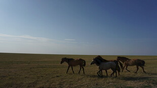 草原上奔腾的马群