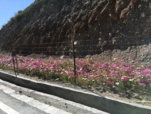 公路旁绽放的绚烂野花