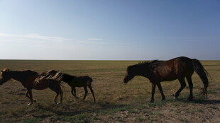 草原上的马群悠然漫步