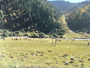 山间草原上的动物风景