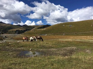 草原上的马群与蓝天白云