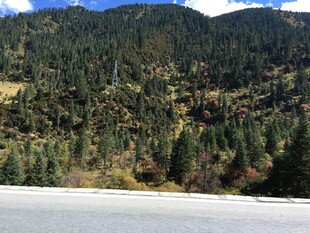 公路旁的茂密山林景观