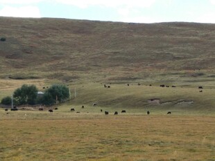 草原风光 散落的牲畜与树木
