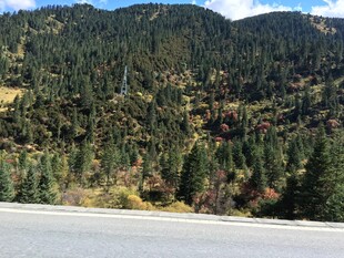 公路旁的葱郁山林景观