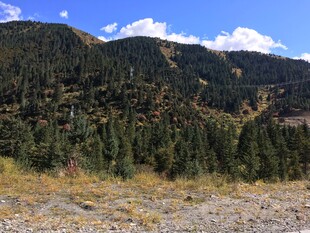 山间葱郁树林风景图