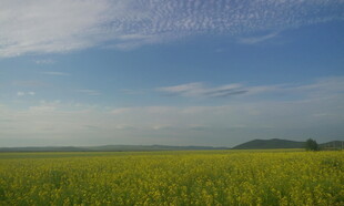 广袤田野 蓝天白云下的风光