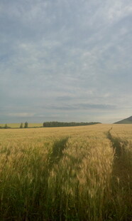 金色麦田 广袤田园风光