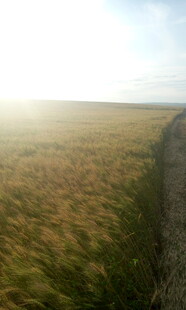 草原晨光下的石墙风景