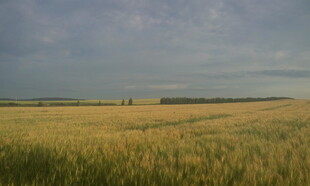 金黄麦田的广阔田园风光