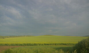 广袤田野上的黄绿风光
