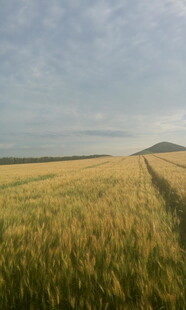 金色麦田 广袤田野风光