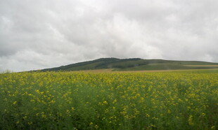 草原黄花与远山美景
