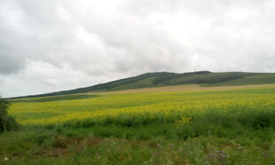 草原上的金黄油菜花田