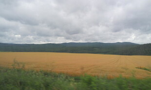 金黄田野与阴沉天空