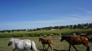 草原上奔跑的多彩马匹