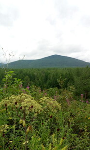 山林间繁茂的绿色植被