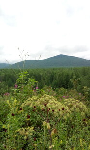 山间繁茂植被与远处青山
