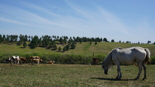 草原上悠闲吃草的白马
