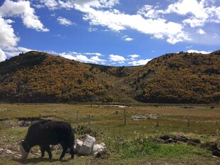 草原上的牛与美丽山景