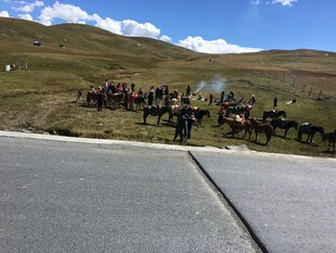 公路旁的马群聚集场景