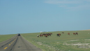 公路旁草原上的牛群