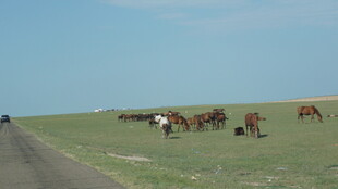 公路旁草原上的马群
