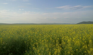 金黄油菜田 田园好风光