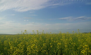 金黄油菜花海 蓝天白云景