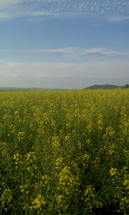 金黄油菜花田 春日美景