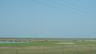 草原风光 远处散布着畜群